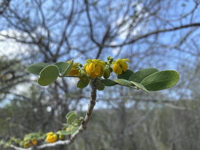 Senna atomaria, photographed by Claudio Cantú Muñiz