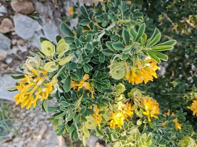 Medicago arborea, photographed by Roland Godon
