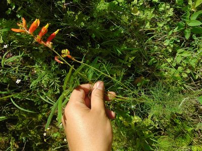 Castilleja tenuifolia, photographed by Jose Antonio Aranda Pineda