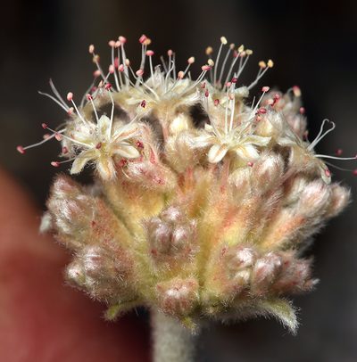 Eriogonum callistum, photographed by Steve Matson