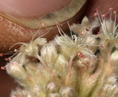 Eriogonum callistum, photographed by Steve Matson
