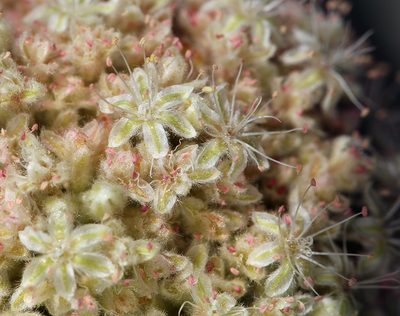 Eriogonum callistum, photographed by Steve Matson