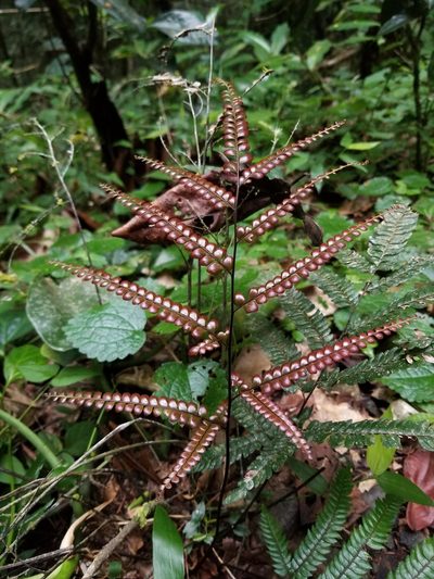 Adiantum pyramidale, photographed by Esteban Pelaez