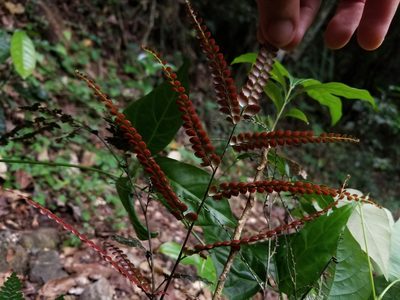 Adiantum pyramidale, photographed by Esteban Pelaez