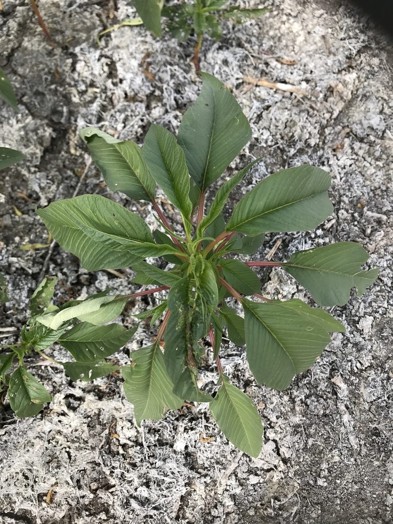 Amaranthus australis, photographed by Elliot Greiner