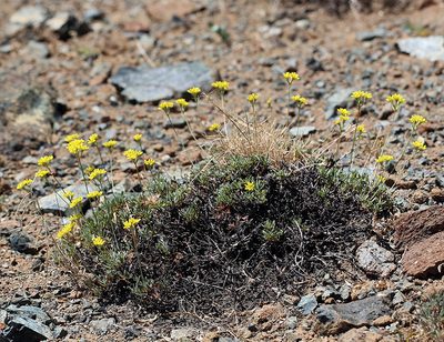 Eriogonum congdonii, photographed by Steve Matson