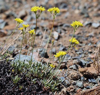 Eriogonum congdonii, photographed by Steve Matson