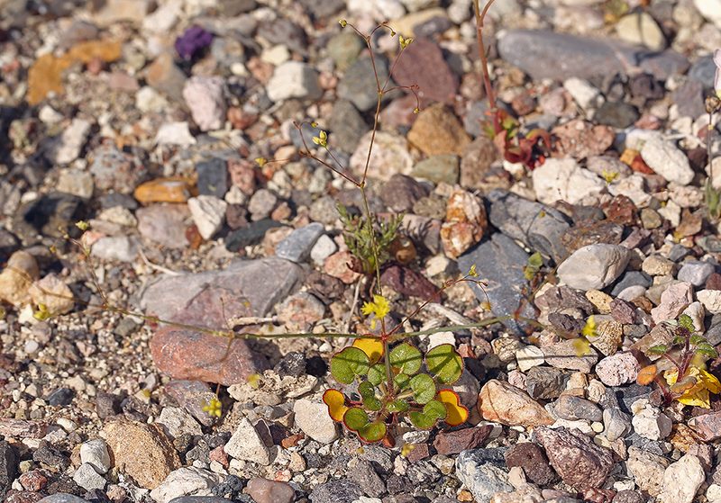 Eriogonum contiguum, photographed by Steve Matson