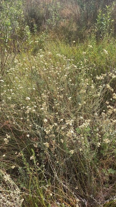 Helichrysum helianthemifolium, photographed by kevin koen