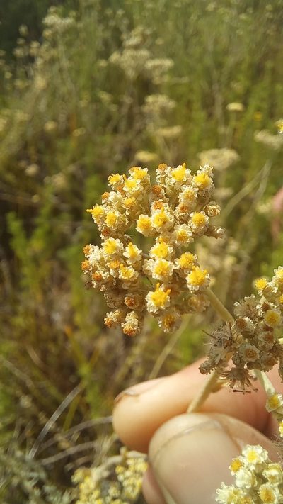 Helichrysum helianthemifolium, photographed by kevin koen