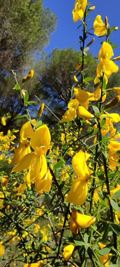 Cytisus grandiflorus, photographed by Santiago Martín-Bravo