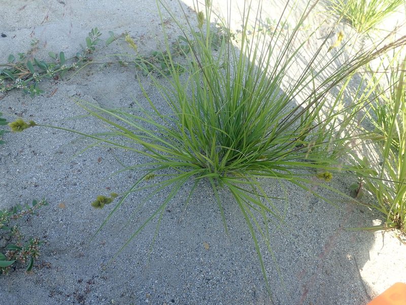 Carex athrostachya, photographed by Nolan Exe