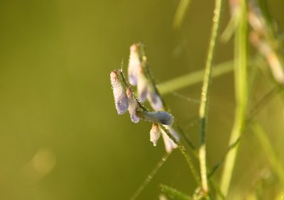 Vicia acutifolia, photographed by Mike Ostrowski