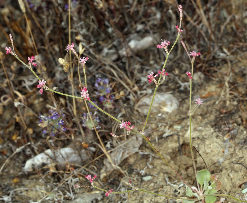 Eriogonum dasyanthemum, photographed by Steve Matson