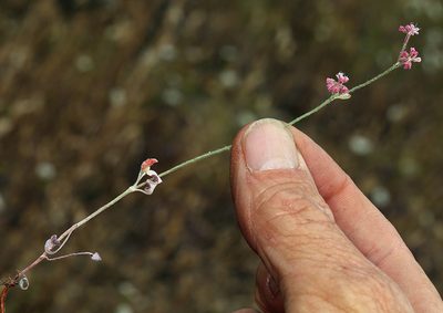 Eriogonum dasyanthemum, photographed by Steve Matson