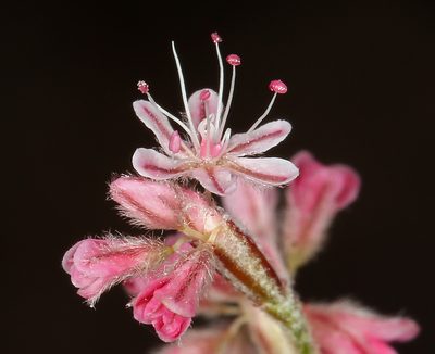 Eriogonum dasyanthemum, photographed by Steve Matson