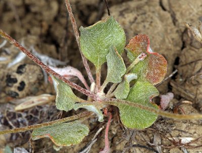 Eriogonum dasyanthemum, photographed by Steve Matson