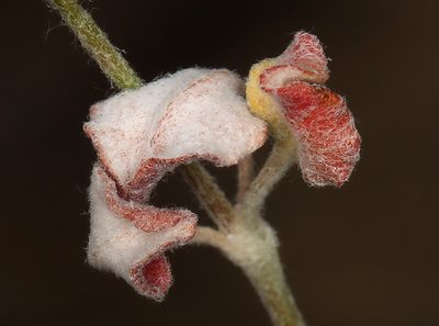 Eriogonum dasyanthemum, photographed by Steve Matson