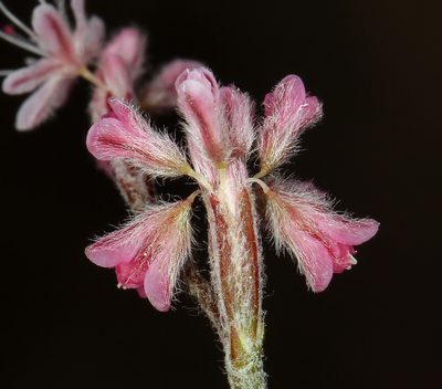 Eriogonum dasyanthemum, photographed by Steve Matson