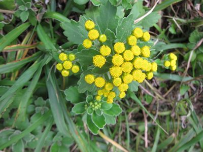 Ajania pacifica, photographed by Marco Mussita