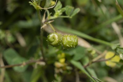 Medicago littoralis, photographed by Eleftherios Katsillis