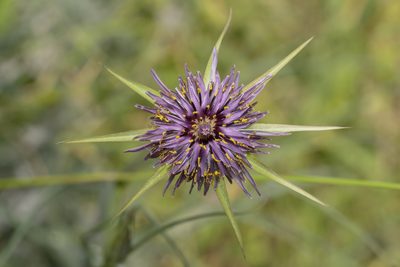 Tragopogon coelesyriacus, photographed by Eleftherios Katsillis