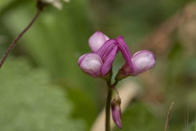 Coronilla cretica, photographed by Eleftherios Katsillis