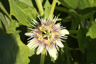 Passiflora morifolia, photographed by Holger Braun