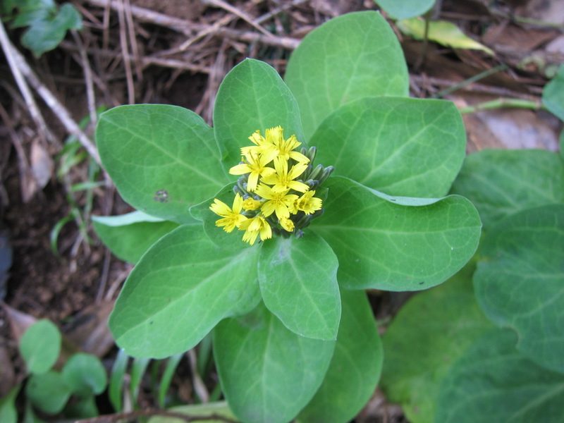 Crepidiastrum platyphyllum, photographed by Marco Mussita