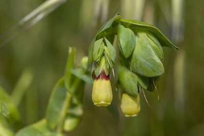 Cerinthe major, photographed by Eleftherios Katsillis