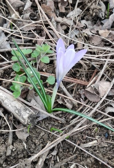 Crocus neglectus, photographed by Andrea Mologni