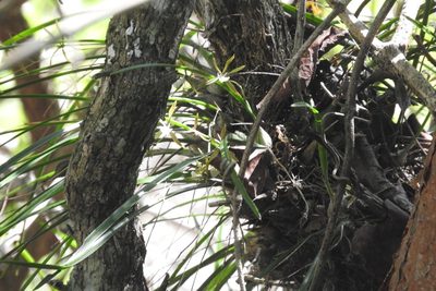 Encyclia nematocaulon, photographed by Sebastián de Jesús Herrera Buenfil