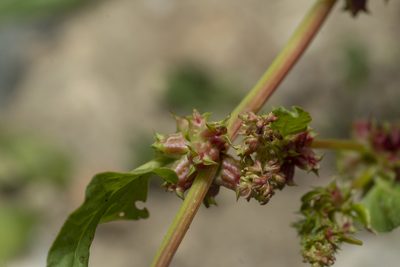 Emex spinosa, photographed by Eleftherios Katsillis