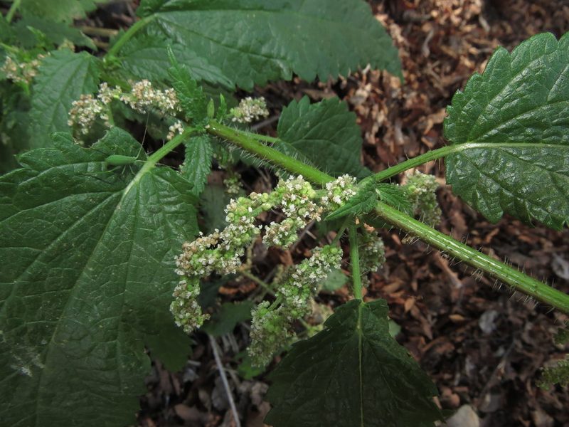 Urtica magellanica, photographed by Nicolás Lavandero