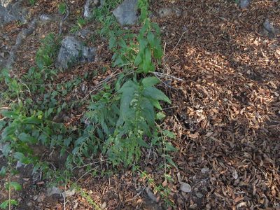 Urtica magellanica, photographed by Nicolás Lavandero