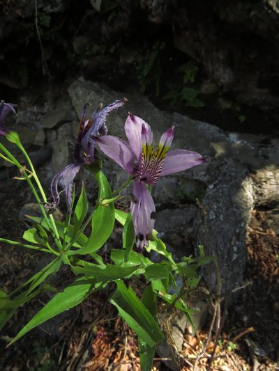 Alstroemeria zoellneri, photographed by Nicolás Lavandero