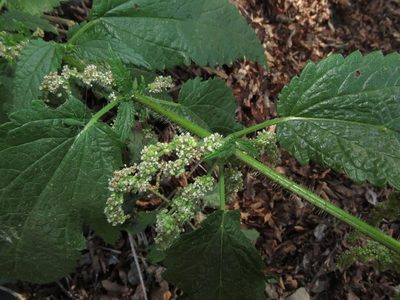 Urtica magellanica, photographed by Nicolás Lavandero