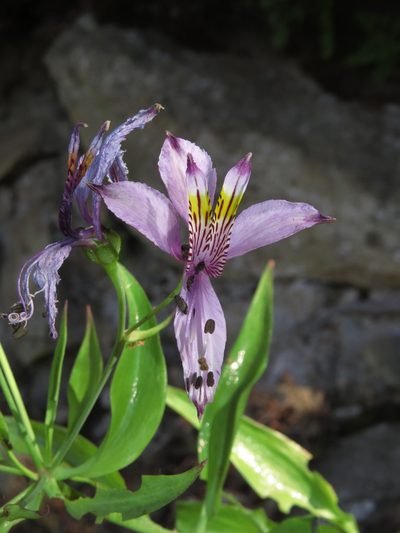 Alstroemeria zoellneri, photographed by Nicolás Lavandero