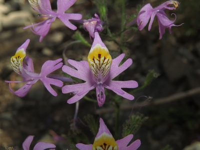 Schizanthus hookeri, photographed by Nicolás Lavandero