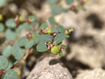 Euphorbia simulans, photographed by Matt Berger