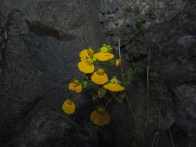 Calceolaria campanae, photographed by Nicolás Lavandero