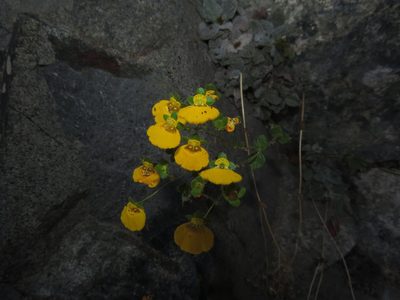 Calceolaria campanae, photographed by Nicolás Lavandero