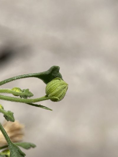 Perityle aglossa, photographed by Matt Berger