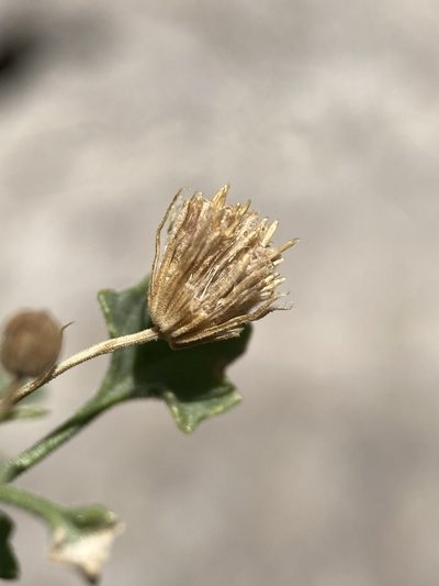 Perityle aglossa, photographed by Matt Berger