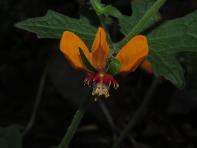 Loasa acerifolia, photographed by Nicolás Lavandero