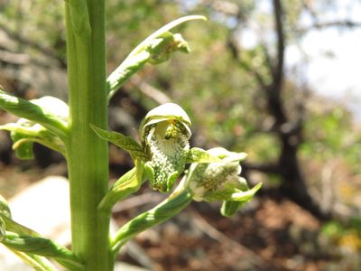 Chloraea cylindrostachya, photographed by Nicolás Lavandero