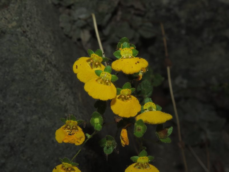 Calceolaria campanae, photographed by Nicolás Lavandero