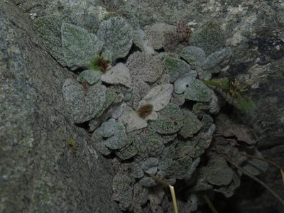 Calceolaria campanae, photographed by Nicolás Lavandero