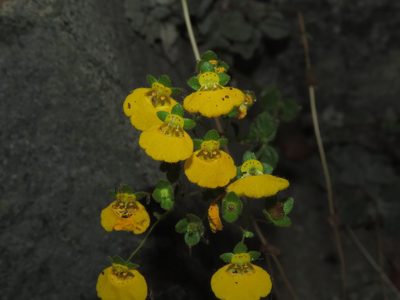 Calceolaria campanae, photographed by Nicolás Lavandero