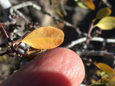 Pseudoziziphus parryi, photographed by W. Terry Hunefeld